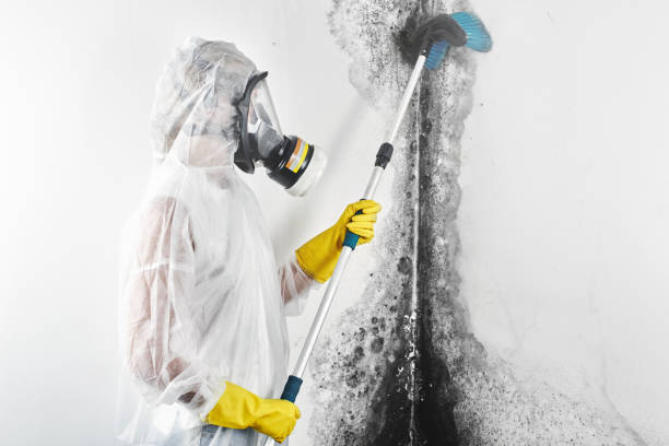 Best Mold Removal for HVAC Installations  in Hamton, IL