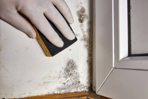 Best HVAC Mold Inspection and Cleaning  in Hamton, IL